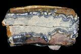 Mammoth Molar Slice With Case - South Carolina #67753-2